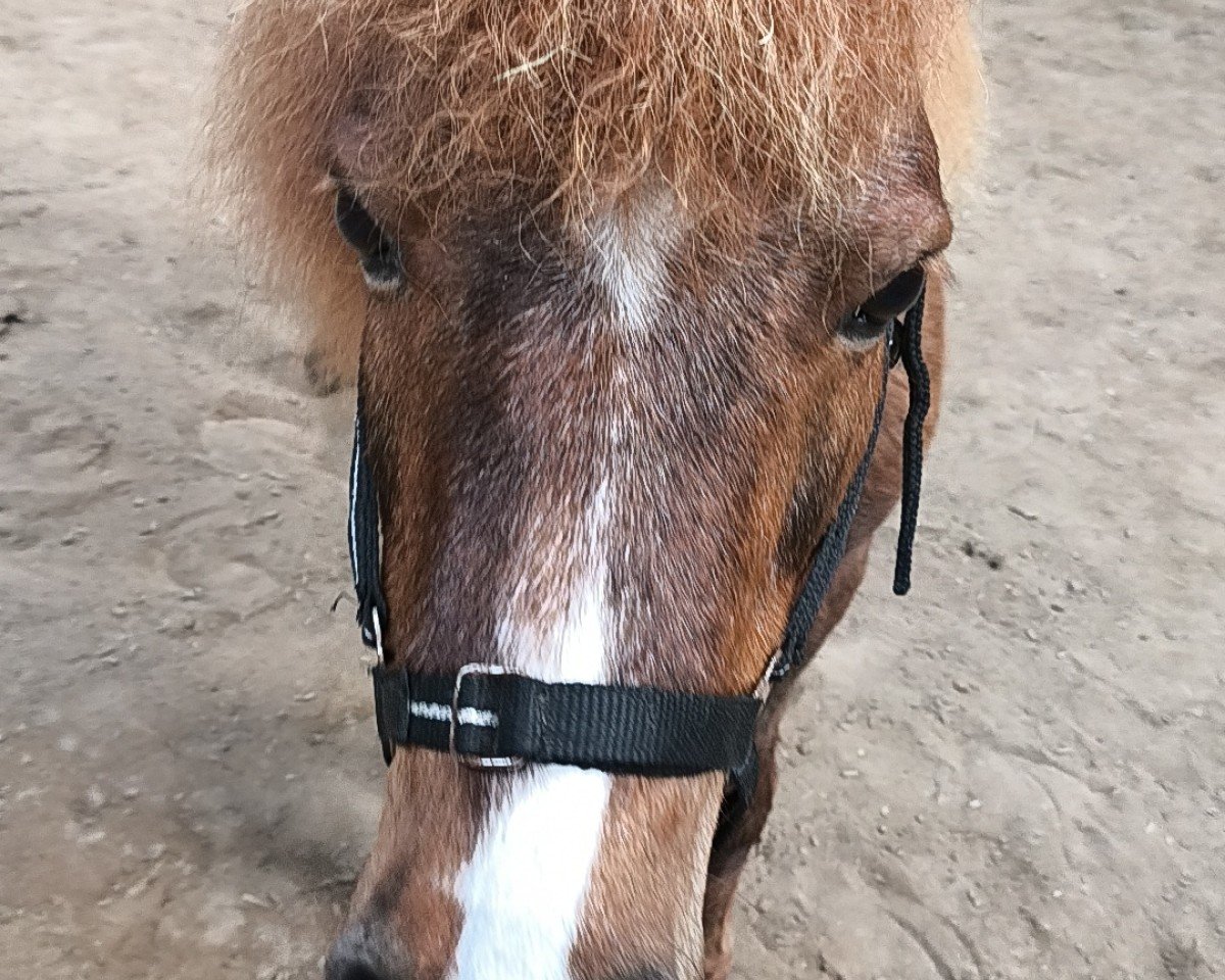 horse Katinka (Shetland Pony, 2008, from Kalif II)