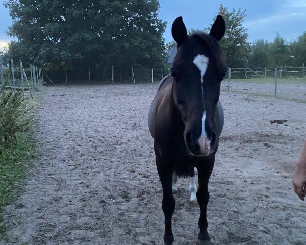 horse Phw's Dennis (German Riding Pony, 2006)