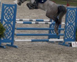 Springpferd Contagia 4 (Hannoveraner, 2019, von Contagio)