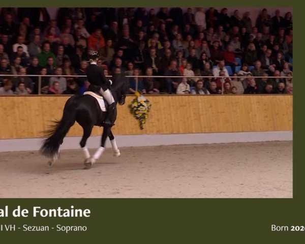 Online Hengstschau Helgstrand 2025
