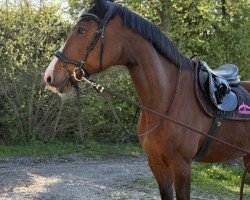 jumper Come in and find out (German Sport Horse, 2011, from Casdorff)