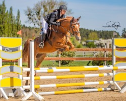 jumper Kallmar Blue (KWPN (Royal Dutch Sporthorse), 2020, from Kallmar VDL)