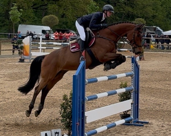 jumper Lionidas 2 (Westphalian, 2009, from Lord Z)