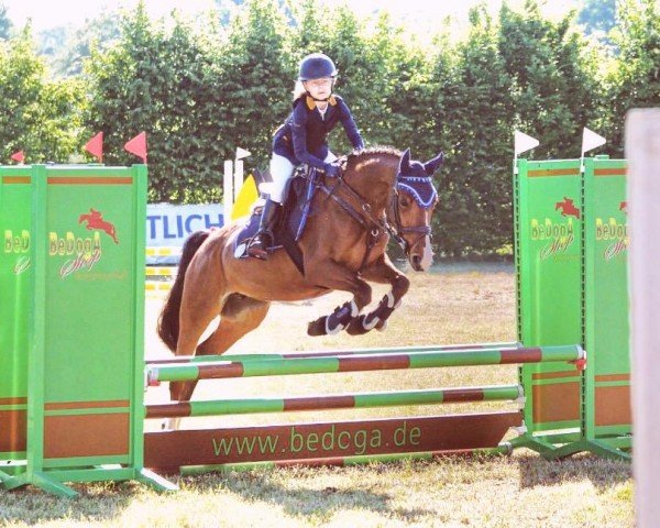 broodmare Cassiopeia 140 (German Riding Pony, 2019, from Classic Dancer I)