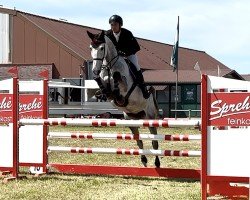Springpferd Chacara CB (Oldenburger Springpferd, 2019, von Chacoon Blue)