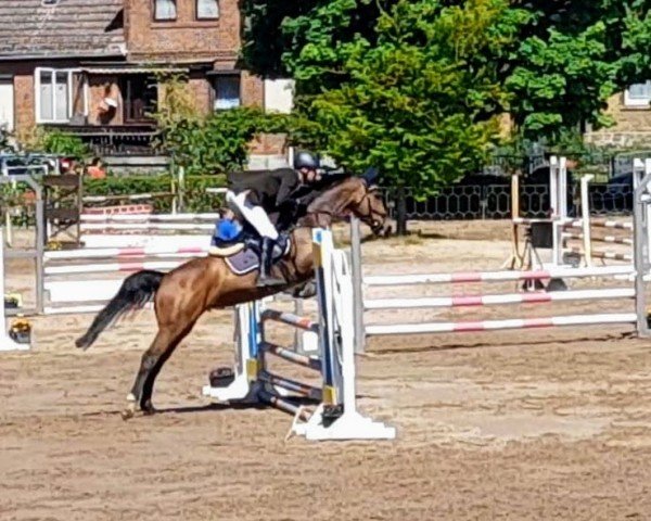 jumper Illusion 83 (Hanoverian, 2017, from Iberio)