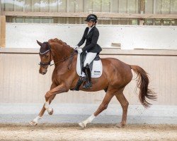 dressage horse Destefano PST (Westphalian, 2018, from Destacado FRH)