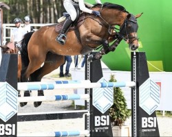 jumper Susi Sorglos (Hanoverian, 2011, from Stakkato)