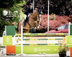 jumper Cedynia (Polish Warmblood, 2013, from Chacco-Fly)