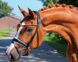 dressage horse Erlkönig M (Oldenburg, 2020, from Erdinger)