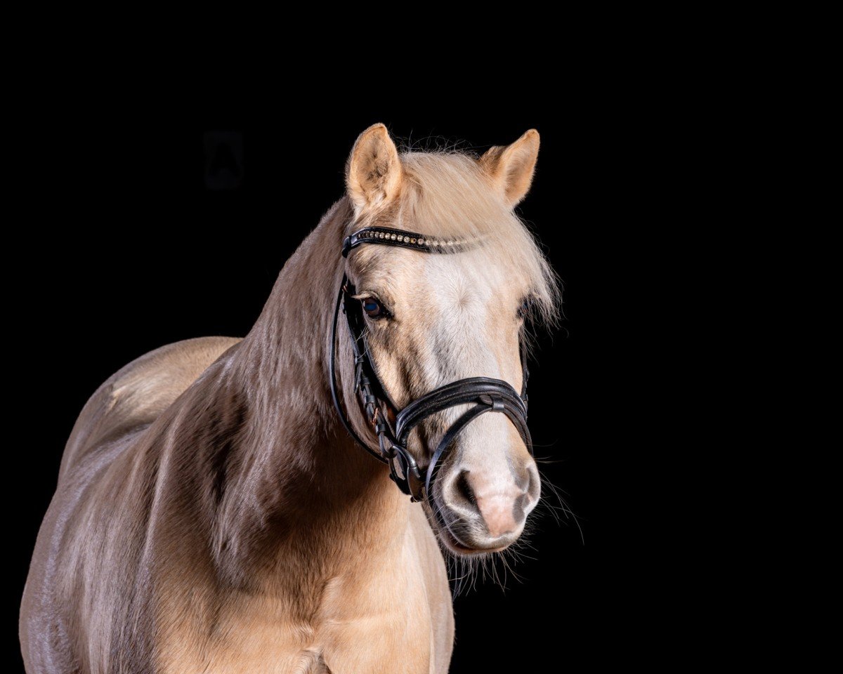 Dressurpferd Leonardo (Welsh Mountain Pony (Sek.A), 2013)