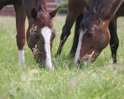 broodmare Quadrofina (Hanoverian, 2012, from Quaterhall)