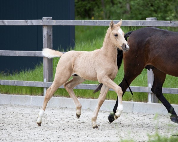 horse Goldhase (German Riding Pony, 2021, from Petit Golden Glory)