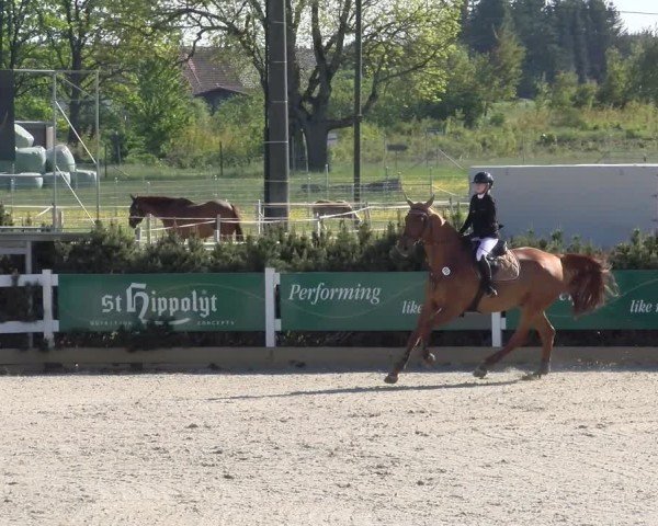 Reitturnier Sauldorf-Boll 2025