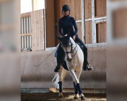 dressage horse Filomena W (Little German Riding Horse, 2003, from Farouche Le Blanc)