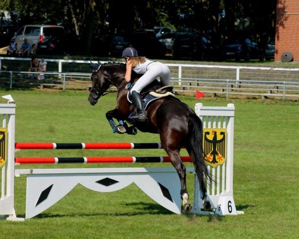Springpferd Florida 133 (Deutsches Sportpferd, 2010, von Fly High) Springpferd Florida 133 (Deutsches Sportpferd, 2010, von Fly High)
