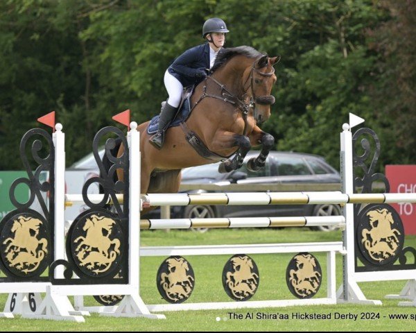 jumper CBI King (Irish Sport Horse, 2016, from Douglas)