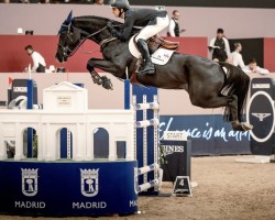 jumper Zy-Zento (KWPN (Royal Dutch Sporthorse), 2014, from Zento)
