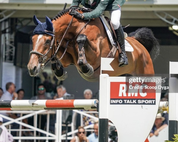 jumper Deesse de Coquerie (Selle Français, 2013, from Consul de la Vie Z)