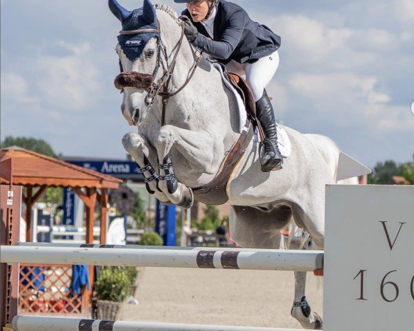 jumper Carambola (German Sport Horse, 2011, from Cachas)