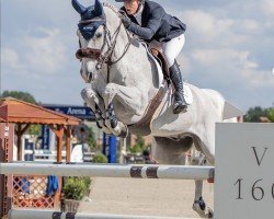 jumper Carambola (German Sport Horse, 2011, from Cachas)