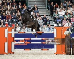 jumper Kendrick 4 (Oldenburg show jumper, 2014, from Kannan)