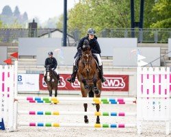 jumper Wonder Girl 18 (Oldenburg show jumper, 2018, from Whitaker)