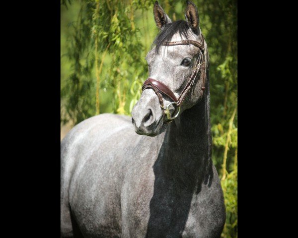 horse Mini Missi (German Sport Horse, 2021, from Colestus)