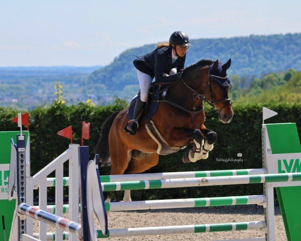 Springpferd Lord of Summer (KWPN (Niederländisches Warmblut), 2016, von Jaguar Mail)