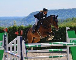 jumper Lord of Summer (KWPN (Royal Dutch Sporthorse), 2016, from Jaguar Mail)