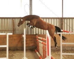 Springpferd Campina Blue (Westfale, 2018, von Chacoon Blue)
