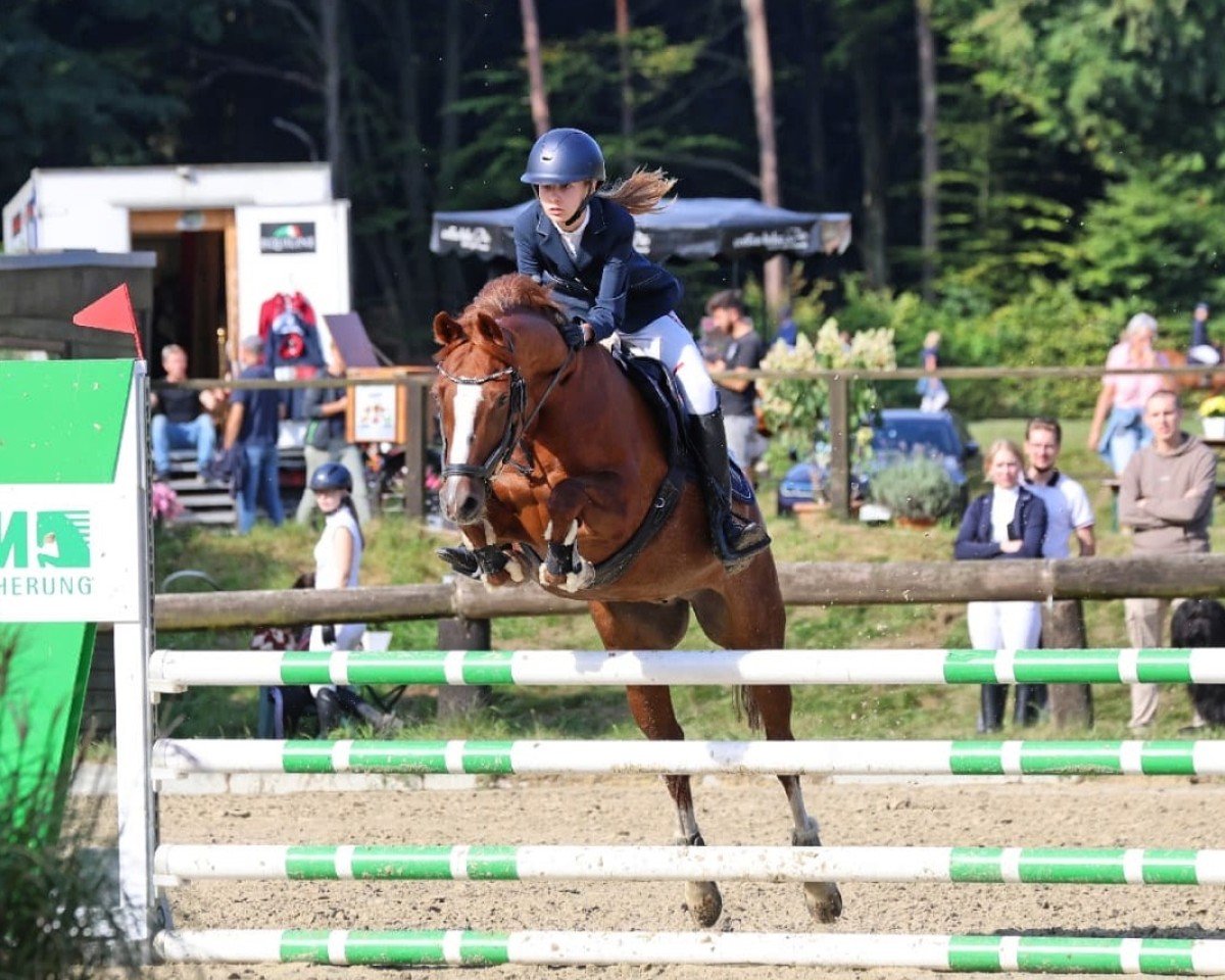 Dressurpferd Li Fee (Deutsches Reitpony, 2007, von Benetton S)