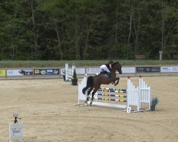 broodmare Helieta 2 (KWPN (Royal Dutch Sporthorse), 2012, from Zambesi TN)