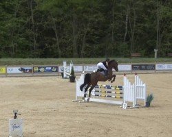 broodmare Helieta 2 (KWPN (Royal Dutch Sporthorse), 2012, from Zambesi TN)