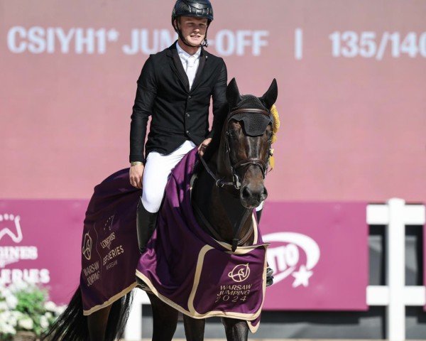 Deckhengst Stargos VDL (Oldenburger Springpferd, 2017, von Stakkato Gold)