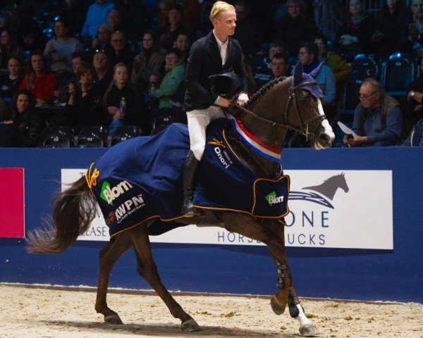 Deckhengst New Pleasure VDL (Belgisches Warmblut, 2018, von For Pleasure)
