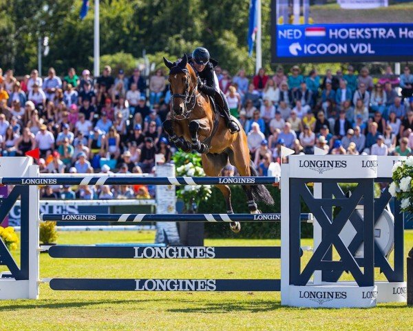jumper Rock of Cashel (KWPN (Royal Dutch Sporthorse), 2013, from Zirocco Blue)