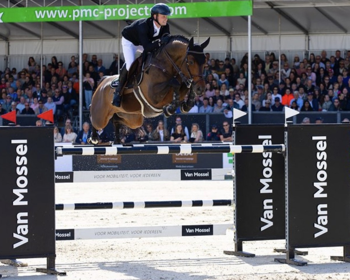 Deckhengst Comthago VDL (Holsteiner, 2014, von Comme il Faut)
