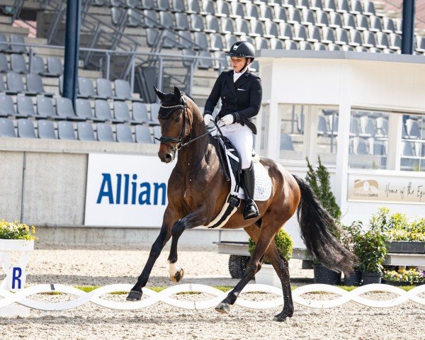 dressage horse Zambolino 3 (Hanoverian, 2020, from Zoom)