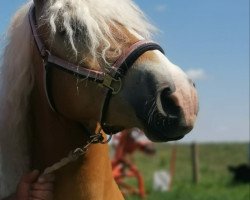 broodmare Maja (Edelbluthaflinger, 2016, from No Mercy (2,34% ox))