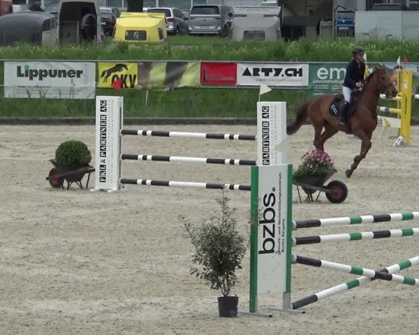 Reitturnier Werdenberg 2025
