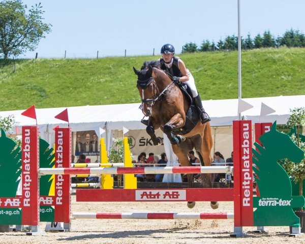 Dressurpferd Skyfall B (Irish Sport Horse, 2009, von Radolin)