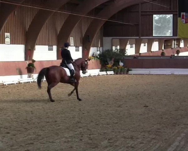 Krefeld - Reitanlage Kühnen, Junge-Pferde-Turnier 2014