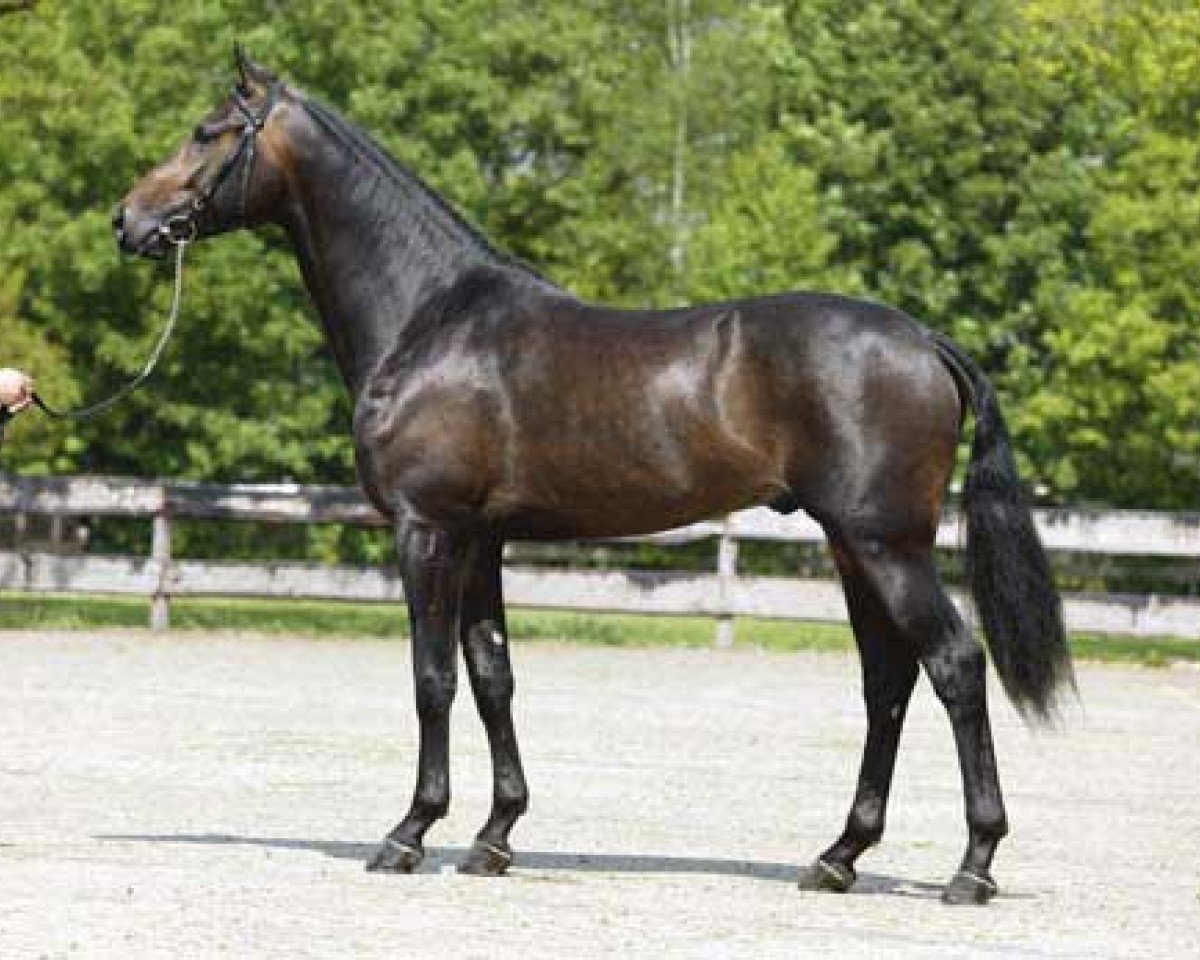 stallion Turbo Magic (KWPN (Royal Dutch Sporthorse), 2000, from Cabochon)