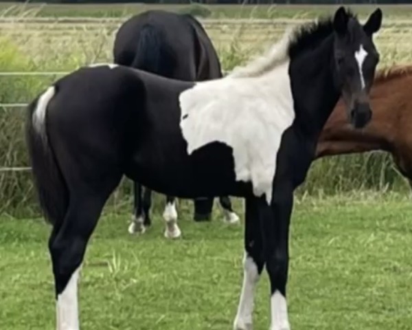 Pferd OH la la (Deutsches Sportpferd, 2023, von Obi - Wan)