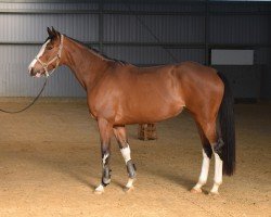 horse Mabel Creek Lilly (Holsteiner, 2020, from Million Dollar)