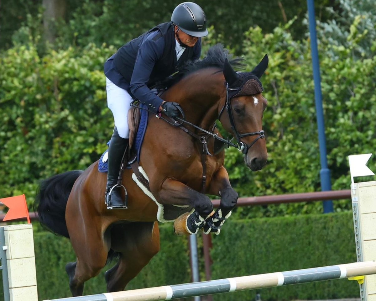 Koń skokowy Coco Loco Cth (Westfalczyk, 2019, od Contendrix)