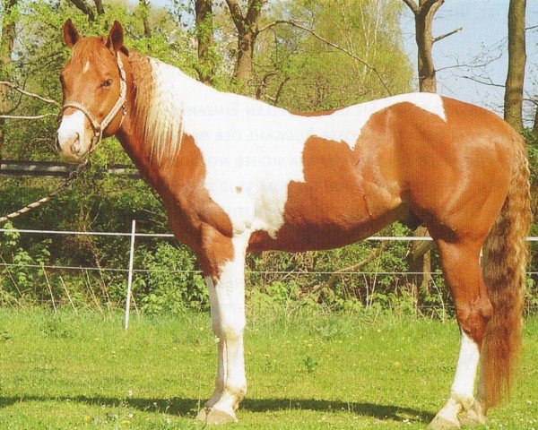 horse Big Step Go For Cash (Paint Horse, 2002, from Big King Kurt Step)