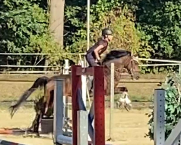 Dressurpferd Fanny (Deutsches Reitpony,  )