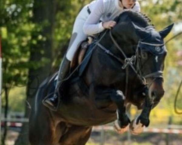 jumper Dele 6 (German Sport Horse, 2019, from Dallas VDL Z)
